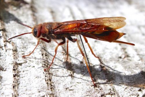 Tremex fuscicornis